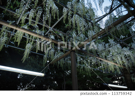 Wisteria at Mandaraji Park Wisteria at Mandaraji Park 113759342