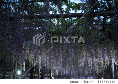 Wisteria at Mandaraji Park 113759349