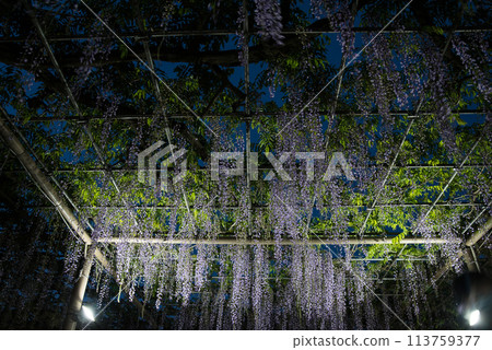 Wisteria at Mandaraji Park Wisteria at Mandaraji Park 113759377