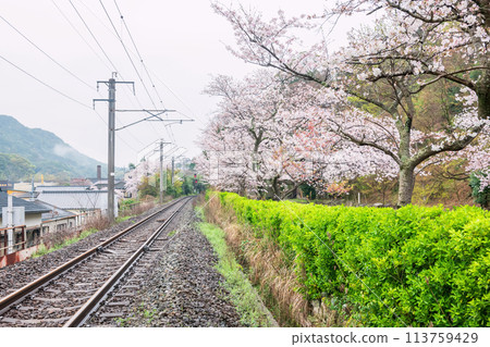 Railway by sakura blossom at Tozan Sueyama shrine, Imari Railway by sakura blossom at Tozan Sueyama shrine, Imari 113759429