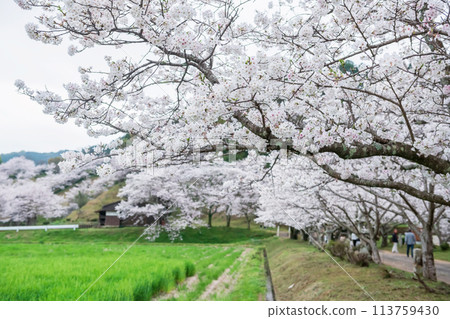 sakura blossom by rice farm at Izumi Shikibu Park, Kashima sakura blossom by rice farm at Izumi Shikibu Park, Kashima 113759430