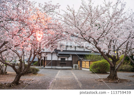 pink sakura full bloom and light up at Asahigaoka park, Kashima pink sakura full bloom and light up at Asahigaoka park, Kashima 113759439