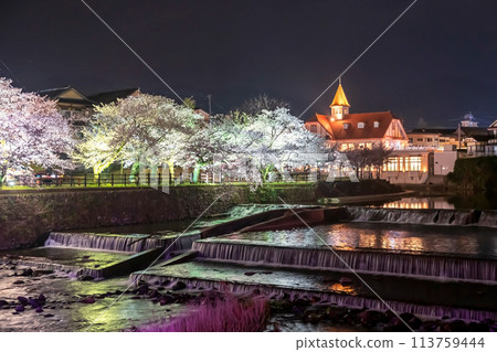 Siebold no Yu and sakura blossom light up by river, Ureshino, Saga 113759444