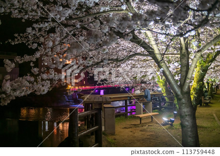 man at Ureshino Onsen Park with sakura and bridge light up, Saga man at Ureshino Onsen Park with sakura and bridge light up, Saga 113759448