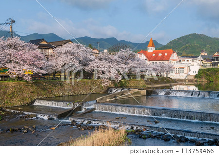 Siebold no Yu and sakura cherry tree by river at Ureshino, Saga Siebold no Yu and sakura cherry tree by river at Ureshino, Saga 113759466