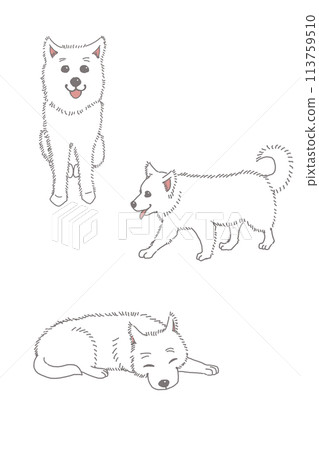 Sleeping white dog, walking white dog, sitting white dog Sleeping white dog, walking white dog, sitting white dog 113759510