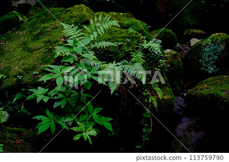 Symbiosis of moss and ferns 113759790