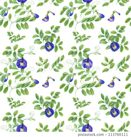 Blue flowers and green leaves. Climbing clitoria ternatea in full bloom. Seamless pattern of ending branches of Asian plant. Butterfly pea flower. Watercolor illustration isolated on white background. Blue flowers and green leaves. Climbing clitoria ternatea in full bloom. Seamless pattern of ending branches of Asian plant. Butterfly pea flower. Watercolor illustration isolated on white background. 113760111