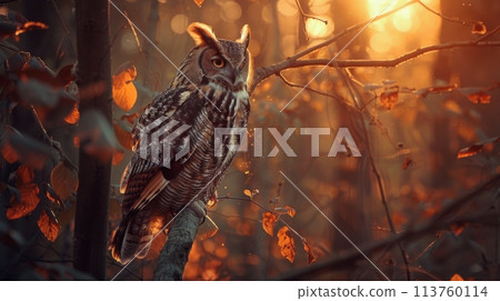 Bird of prey perched on woodland branch in darkness, wildlife event Bird of prey perched on woodland branch in darkness, wildlife event 113760114