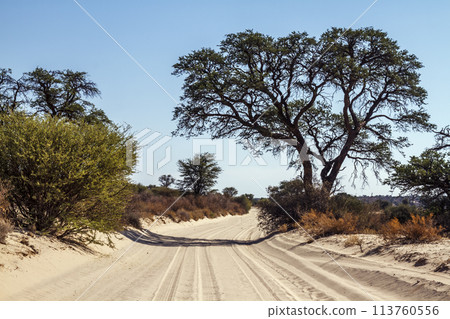 Safari dirt road scenery in Kgalagadi transfrontier park, South Africa 113760556