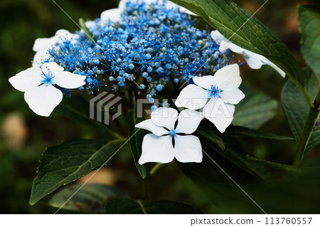 Hydrangea flowers blooming in the garden Hydrangea flowers blooming in the garden 113760557