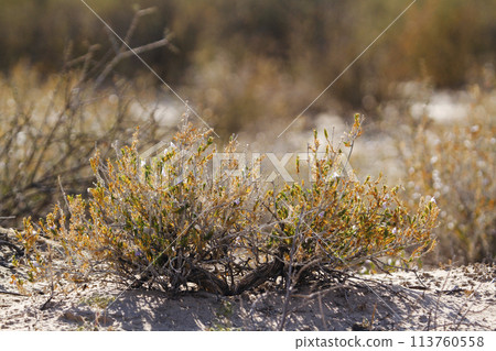 Shrub plant in Kgalagadi transfrontier park, South Africa Shrub plant in Kgalagadi transfrontier park, South Africa 113760558