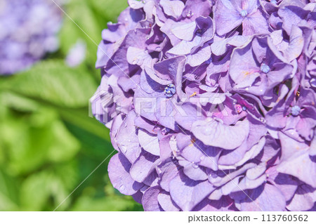 Wet hydrangea flowers blooming in the garden 113760562