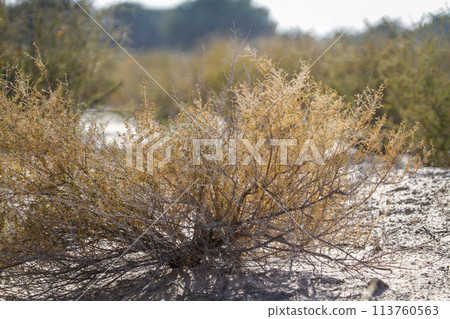 Shrub plant in Kgalagadi transfrontier park, South Africa Shrub plant in Kgalagadi transfrontier park, South Africa 113760563