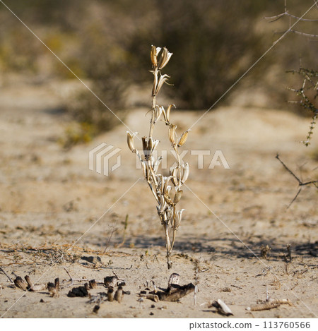 Shrub plant in Kgalagadi transfrontier park, South Africa 113760566