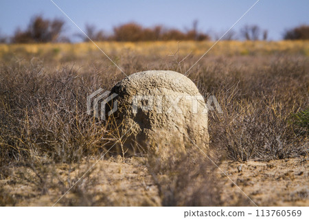 Termite mound in scrubland in Kgalagadi transfrontier park, South Africa Termite mound in scrubland in Kgalagadi transfrontier park, South Africa 113760569