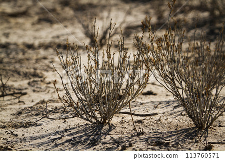 Shrub plant in Kgalagadi transfrontier park, South Africa 113760571