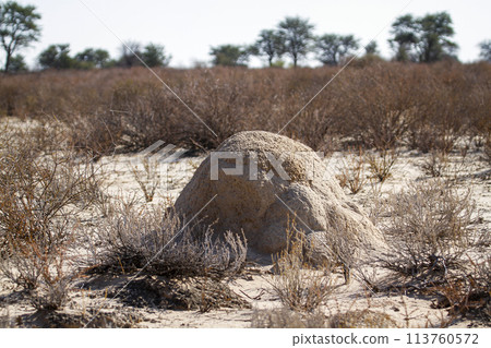 Termite mound in scrubland in Kgalagadi transfrontier park, South Africa 113760572