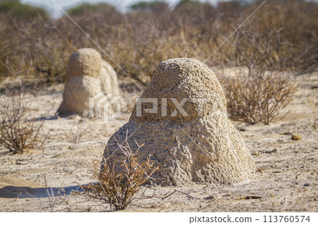 Termite mound in scrubland in Kgalagadi transfrontier park, South Africa Termite mound in scrubland in Kgalagadi transfrontier park, South Africa 113760574