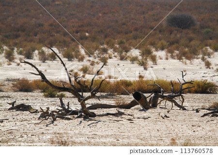 Scenery with dead tree in Kgalagadi transfrontier park, South Africa Scenery with dead tree in Kgalagadi transfrontier park, South Africa 113760578