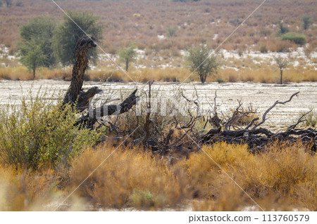 Scenery with dead tree in Kgalagadi transfrontier park, South Africa 113760579