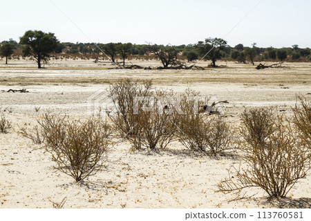 Scrubland scenery in Kgalagadi transfrontier park, South Africa 113760581