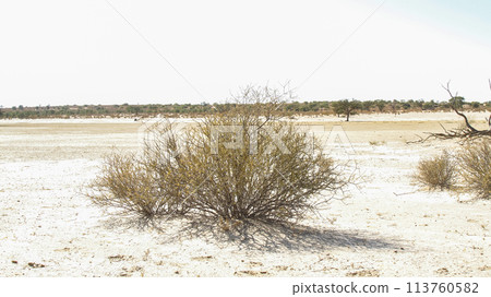 Shrub in Kgalagadi transfrontier park, South Africa Shrub in Kgalagadi transfrontier park, South Africa 113760582
