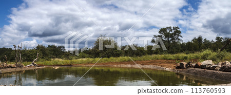 Waterhole scenery in Kruger National park, South Africa Waterhole scenery in Kruger National park, South Africa 113760593