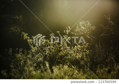 Backlit of a bush at dawn in Kruger National park, South Africa Backlit of a bush at dawn in Kruger National park, South Africa 113760594