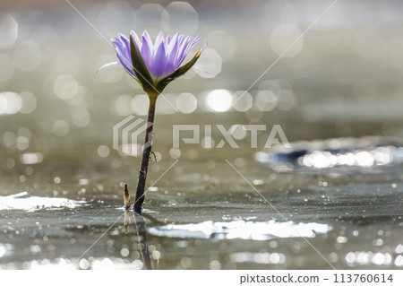 Water lily flower in Kruger National park, South Africa Water lily flower in Kruger National park, South Africa 113760614
