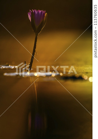 Water lily flower in Kruger National park, South Africa 113760635