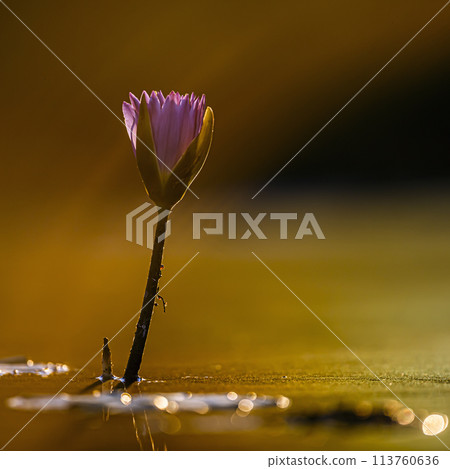 Water lily flower in Kruger National park, South Africa Water lily flower in Kruger National park, South Africa 113760636