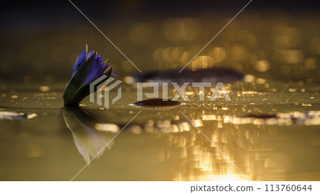 Water lily flower in Kruger National park, South Africa Water lily flower in Kruger National park, South Africa 113760644