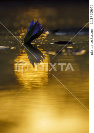 Water lily flower in Kruger National park, South Africa 113760645