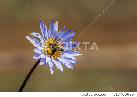 Water lily flower in Kruger National park, South Africa 113760650