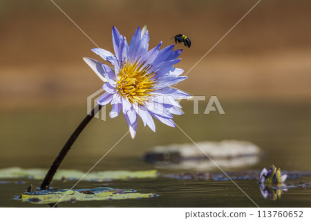 Water lily flower in Kruger National park, South Africa 113760652