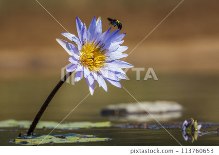 Water lily flower in Kruger National park, South Africa 113760653
