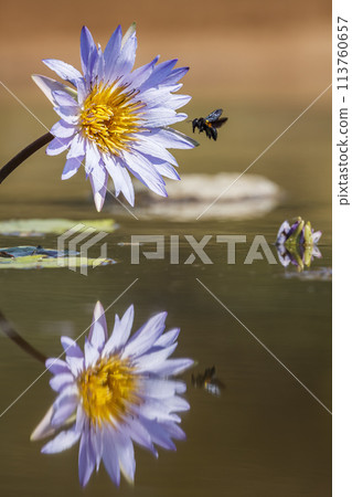 Water lily flower in Kruger National park, South Africa 113760657
