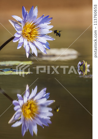 Water lily flower in Kruger National park, South Africa 113760658