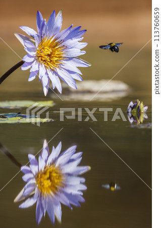 Water lily flower in Kruger National park, South Africa 113760659