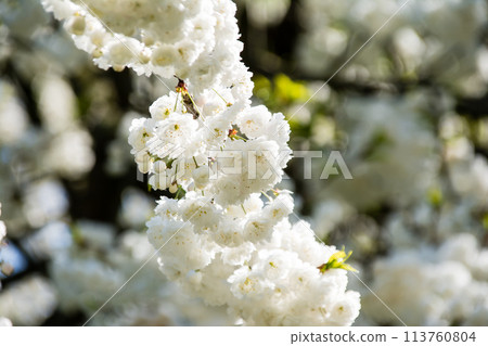 倫敦郊區英國皇家植物園的藍天下，白色的櫻花開始綻放葉子 113760804