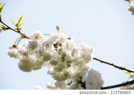 倫敦郊區英國皇家植物園的藍天下，白色的櫻花開始綻放葉子 113760805