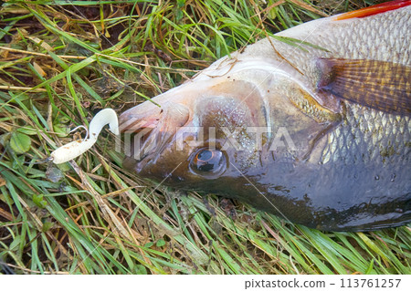 big perch catch by sport fishing 113761257