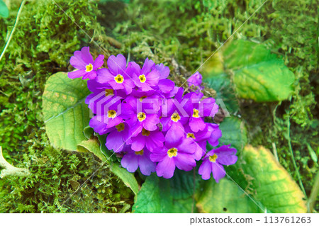 Primula vulgaris blooms in Caucasus Primula vulgaris blooms in Caucasus 113761263