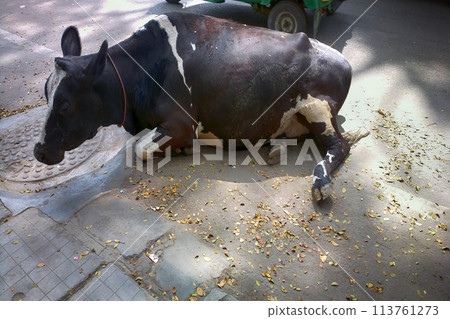 Sacred cow in India 113761273