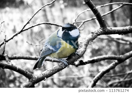 In winter Great Tits has hungry life In winter Great Tits has hungry life 113761274