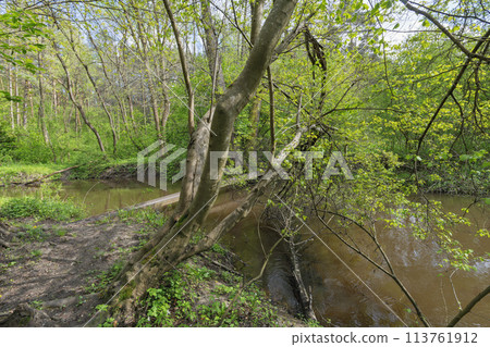 river in the forest river in the forest 113761912