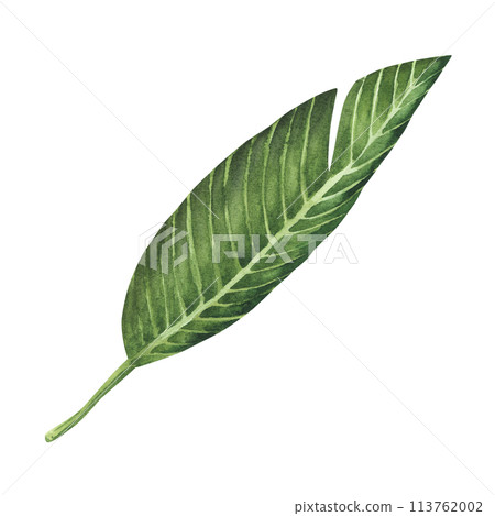 Plumeria Floral leave. Isolated on white background. Watercolor painting. Hand drawn. For design, cards, invitations, etc Plumeria Floral leave. Isolated on white background. Watercolor painting. Hand drawn. For design, cards, invitations, etc 113762002