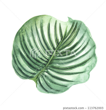 Plumeria Floral leave. Isolated on white background. Watercolor painting. Hand drawn. For design, cards, invitations, etc 113762003