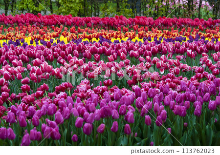 Keukenhof park in Netherlands - best park of flowers 113762023